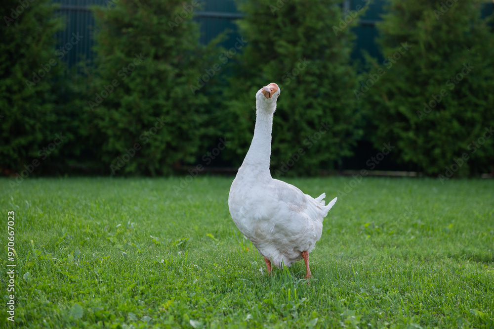 funny bird white goose walks in the summer on a green lawn in nature on a farm. High quality photo funny bird white goose walks in the summer on a green lawn in nature on a farm. High quality photo