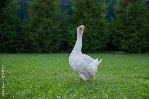 funny bird white goose walks in the summer on a green lawn in nature on a farm. High quality photo