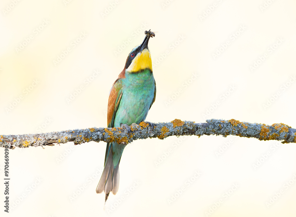 Obraz premium European bee-eater. A bird sits on a branch on a light background, holding prey in its beak
