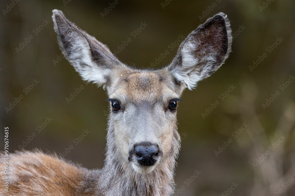 Close-up portrait of a White Tailed Deer with large ears, set against a blurred natural background Close-up portrait of a White Tailed Deer with large ears, set against a blurred natural background