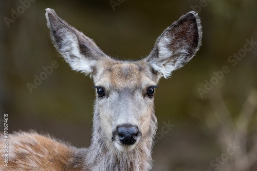 Close-up portrait of a White Tailed Deer with large ears, set against a blurred natural background