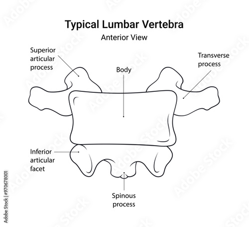 Schematic Diagram of Typical Lumbar Vertebra Anterior View in Line Style