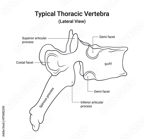 Schematic Diagram of Typical Thoracic Vertebra Lateral View in Line Style