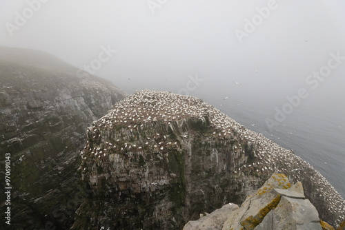 Cliffs at the Gannet Colony at Cape St. Mary's Ecological Reserve, Avalon, Newfoundland photo