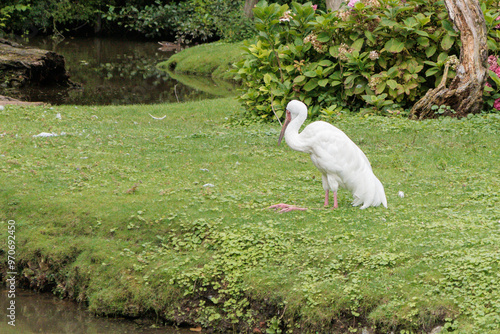 Siberian white crane (Leucogeranus leucogeranus) sleeping at the Pairi Daiza in Brugelette, Belgium photo