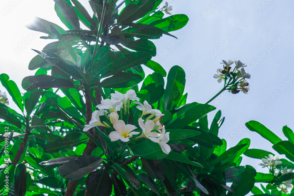 White tropical flower Plumeria Frangipani over green blurred lush foliage