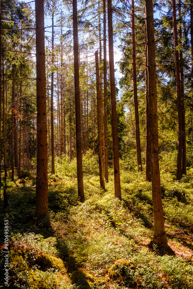 Fototapeta premium Sommer Mischwald in Schweden