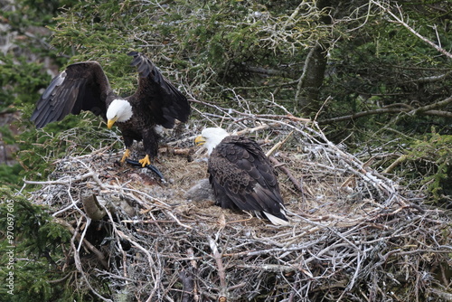 Adult  Bald Eagle with  chick in a nest in a tree Newfoundland Canada photo