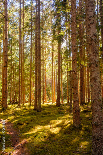 Wallpaper Mural Natürlicher uriger Sommer im Wald Torontodigital.ca