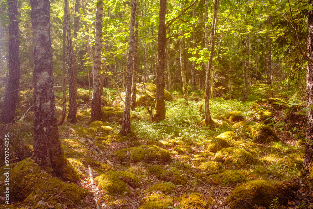 Frische Atmosphäre im Wald. Wandern im Wald Jahreszeit Sommer Frische Atmosphäre im Wald. Wandern im Wald Jahreszeit Sommer