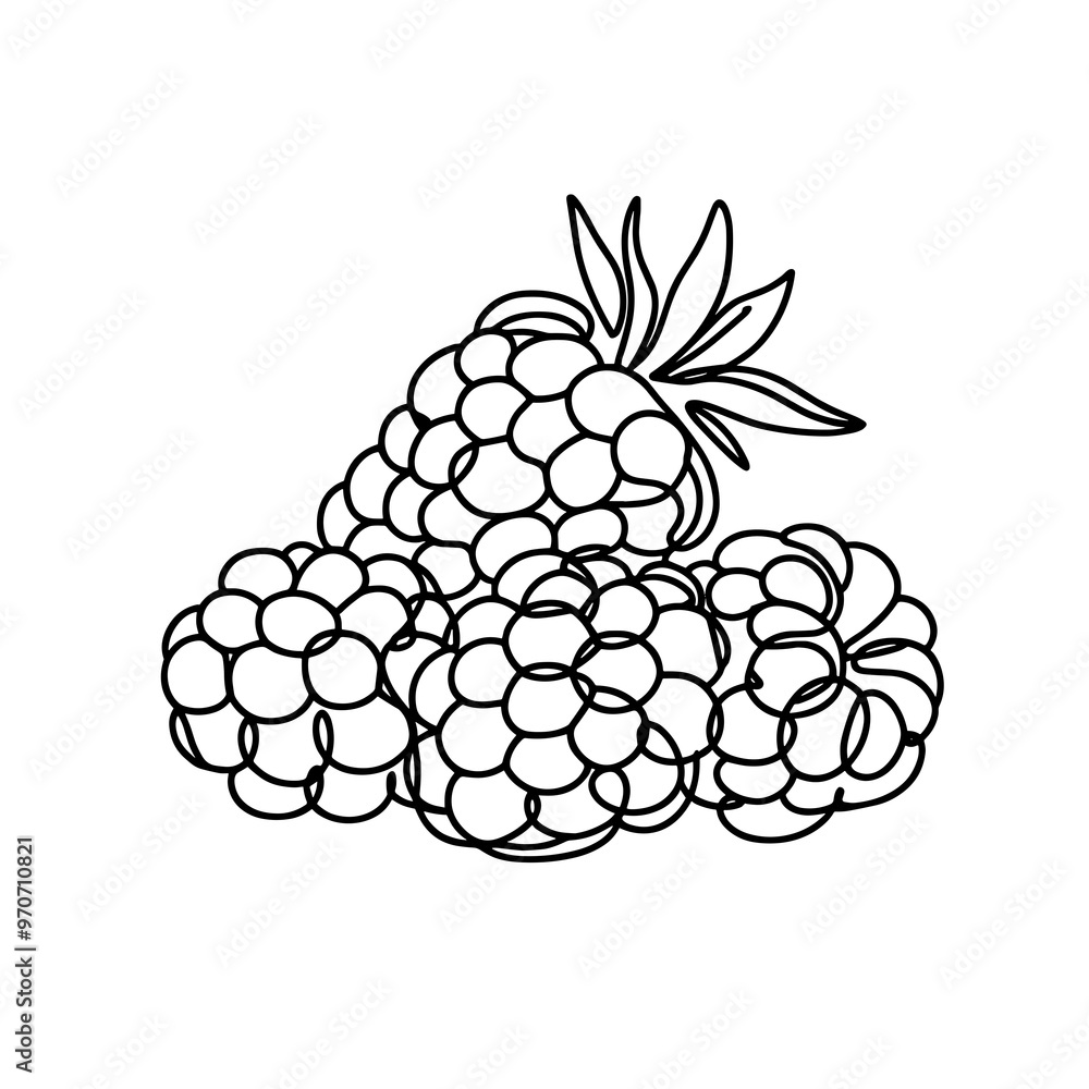 Delicious raspberries in a line drawing style