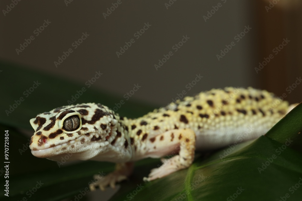 One beautiful gecko on green leaf, closeup One beautiful gecko on green leaf, closeup