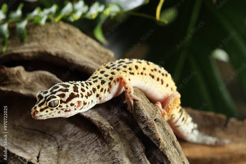 Naklejka premium Beautiful gecko on tree stump outdoors, closeup