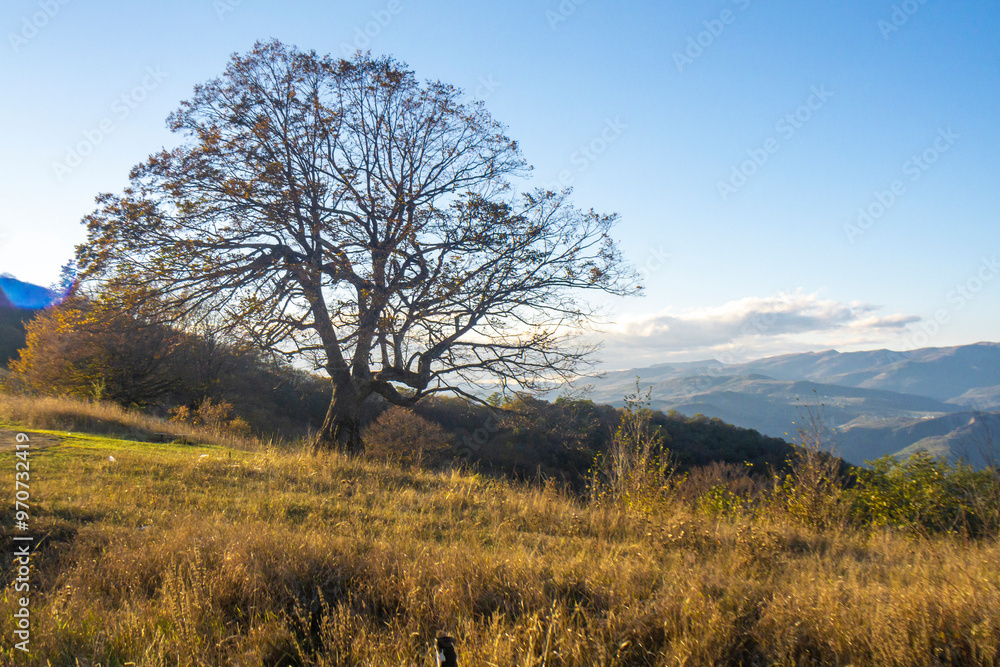 Tree without leaves on orange grass illuminated by sunlight. Mountains and bright sky with clouds in the background Tree without leaves on orange grass illuminated by sunlight. Mountains and bright sky with clouds in the background