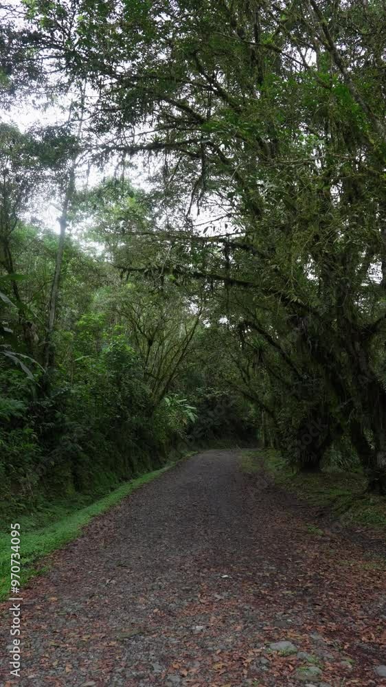 Camino de piedras rodeado de mucha vegetación tropical y musgo en el montaña en un dia de invierno Camino de piedras rodeado de mucha vegetación tropical y musgo en el montaña en un dia de invierno