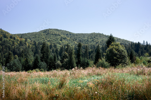 Stunning mountain range covered in lush forest