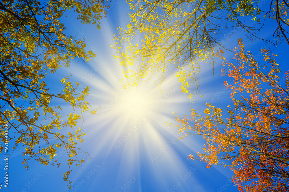 Obraz premium red dry autumn trees in light of sparkle sun