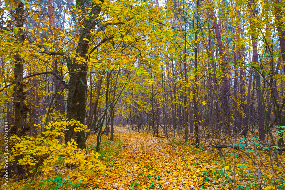 ground road through red autumn forest covered by dry leaves ground road through red autumn forest covered by dry leaves
