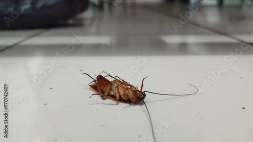 a cockroach on the floor, its body upside down and its legs on top. This animal usually has difficulty turning its body over and if it is upside down for too long it will die photo