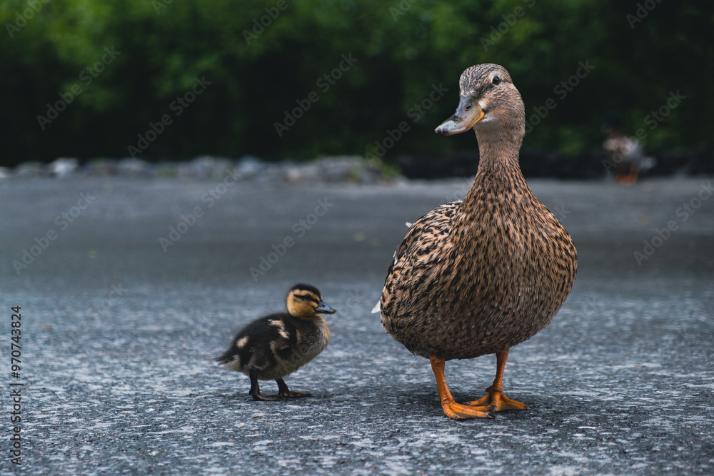 Fototapeta premium Mallard female with little ducklings. Breeding season in wild ducks. Mallard duck with a brood in a colorful spring place. Little ducklings with mom duck..