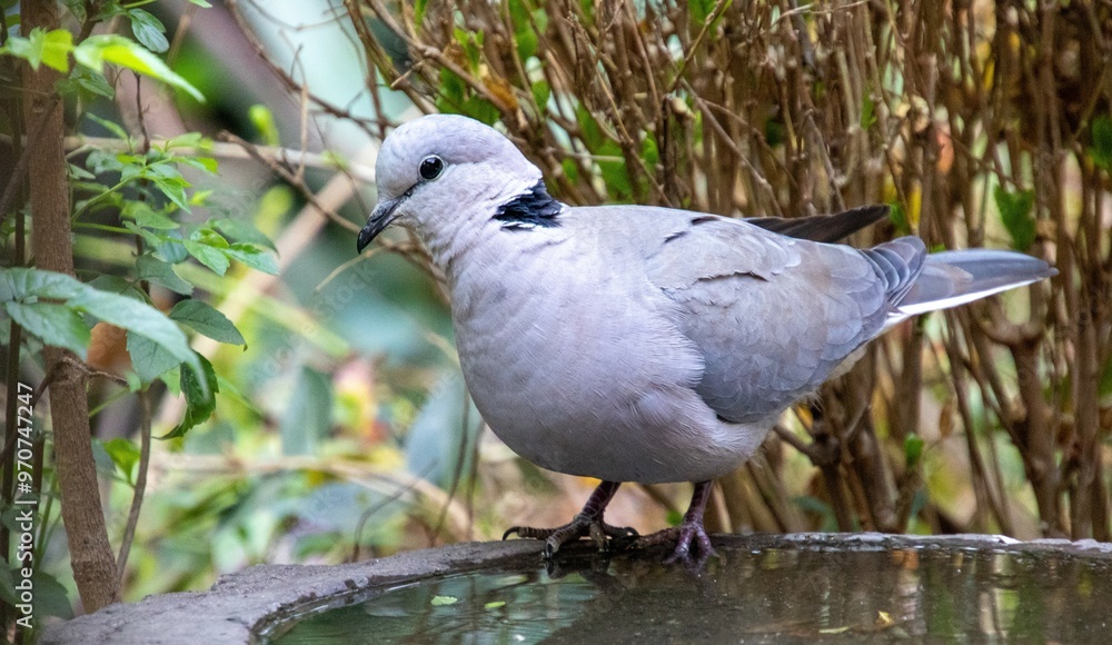 The ring-necked dove is a common garden species in South Africa The ring-necked dove is a common garden species in South Africa