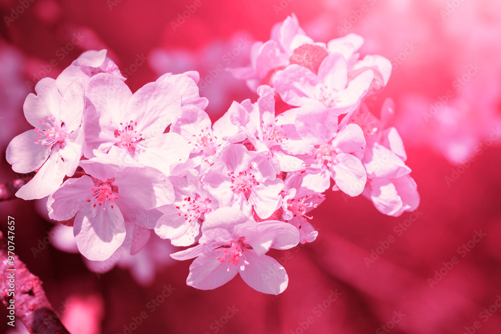 Vintage blooming orchard. Blooming apple tree branch