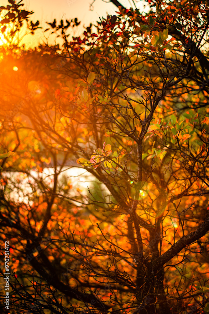Landscape in the mountains at autumn morning , beautiful orange trees with beauty colors of the autumn . Sunlights through the trees , field on the hills . Golden colors in forest . Sunrise over trees Landscape in the mountains at autumn morning , beautiful orange trees with beauty colors of the autumn . Sunlights through the trees , field on the hills . Golden colors in forest . Sunrise over trees