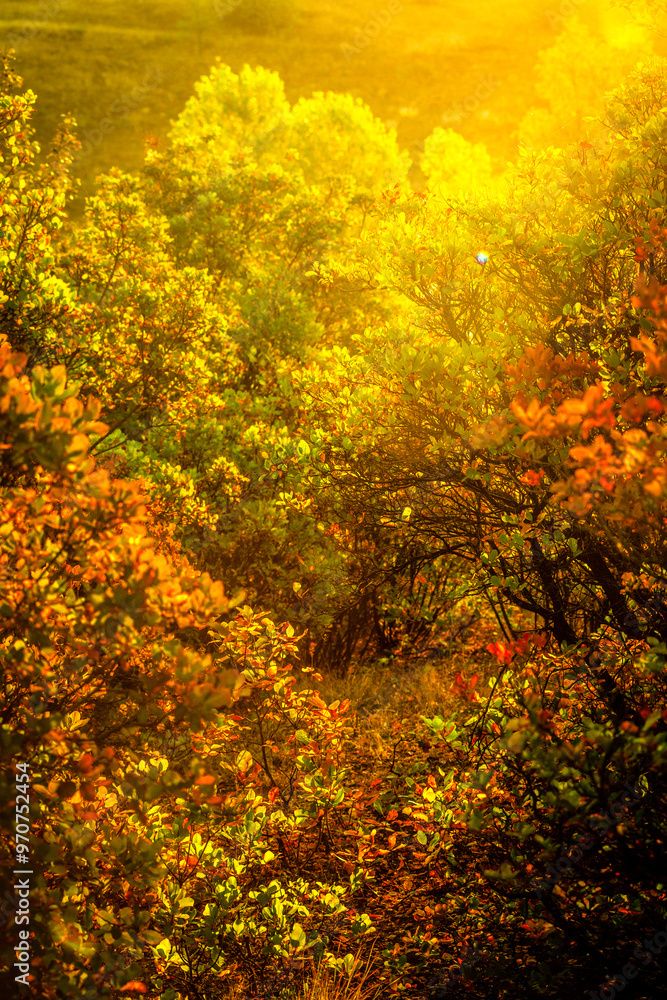 Landscape in the mountains at autumn morning , beautiful orange trees with beauty colors of the autumn . Sunlights through the trees , field on the hills . Golden colors in forest . Sunrise over trees Landscape in the mountains at autumn morning , beautiful orange trees with beauty colors of the autumn . Sunlights through the trees , field on the hills . Golden colors in forest . Sunrise over trees