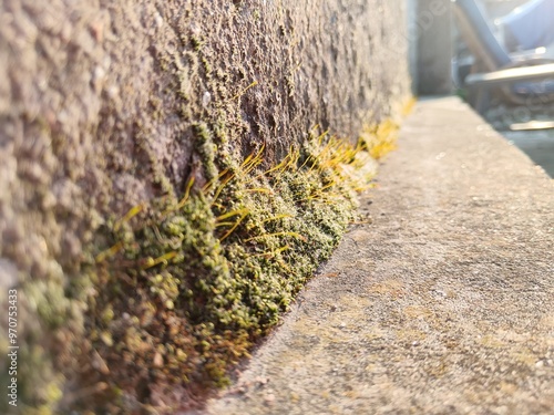 Wall and moss 