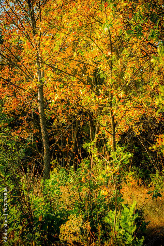 Forest at golden hour in morning lights . Sunrise over the trees and field . Orange trees , autumn beautiful landscape , trees in the lights of the sun .Sunny morning . Warm colors , aesatic lands . Forest at golden hour in morning lights . Sunrise over the trees and field . Orange trees , autumn beautiful landscape , trees in the lights of the sun .Sunny morning . Warm colors , aesatic lands .
