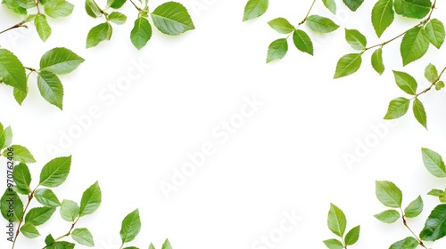 Botanical frame of young leaves and shoots of rosehip isolated on white. Natural green branches and leaves overlay background. Element for creating collage or design greeting cards invitations.