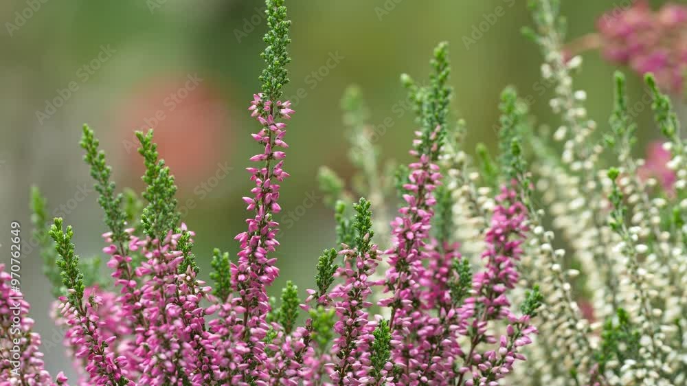 Autumn on the balcony. Beautiful heather on a blurred background
Autumn on the balcony. Beautiful heather on a blurred background