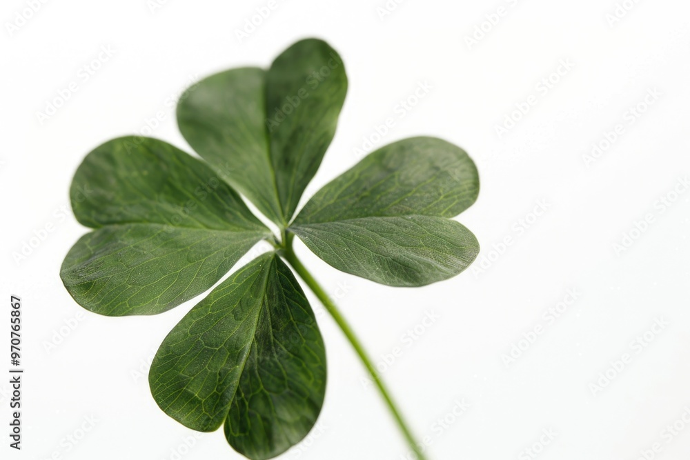A detailed view of a rare and lucky four leaf clover A detailed view of a rare and lucky four leaf clover