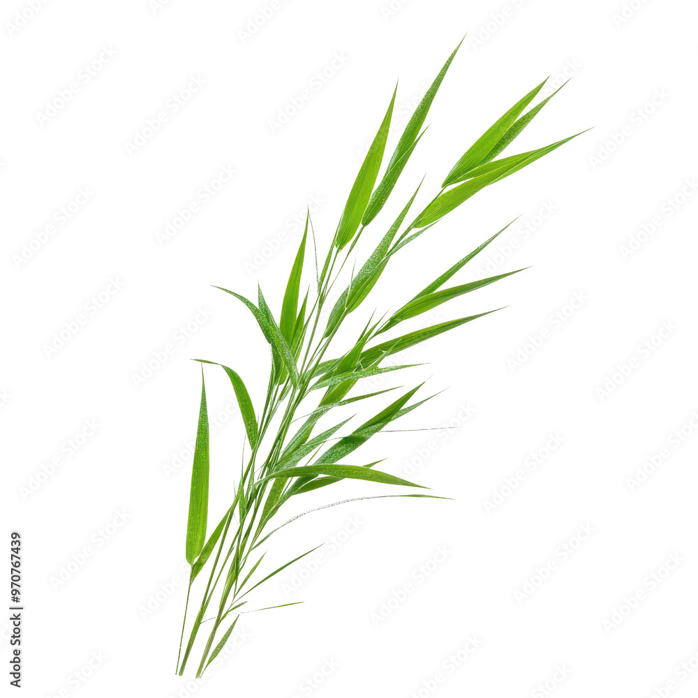 Obraz premium Fresh green bamboo leaves showcasing natural beauty and elegance, perfect for backgrounds or nature-themed designs.