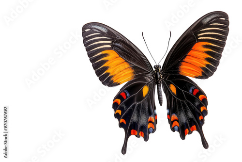 Stunning black and orange butterfly with detailed wings, perfect for nature, beauty, or wildlife themes in photography. photo