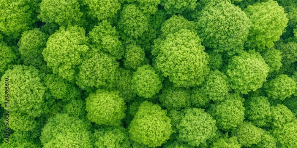 A lush forest from above. A lush forest from above.