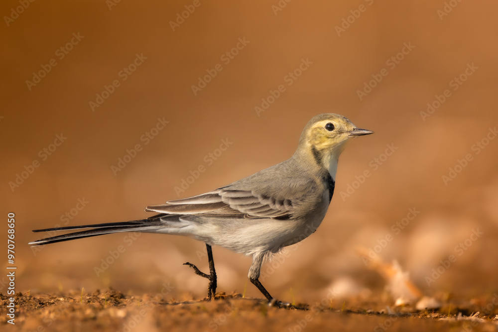 Bird juvenile White wagtail Motacilla alba small bird with long tail on light blurred background, Poland Europe