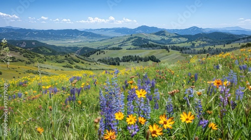 Rolling hills covered in wildflowers with a clear sky and distant mountains