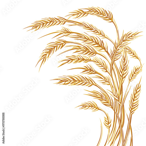 Hand drawn illustration ears of wheat on white background. Vector.