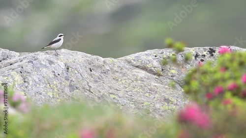 Singing on the rock, the wheatear male in the mountains (Oenanthe oenanthe) photo