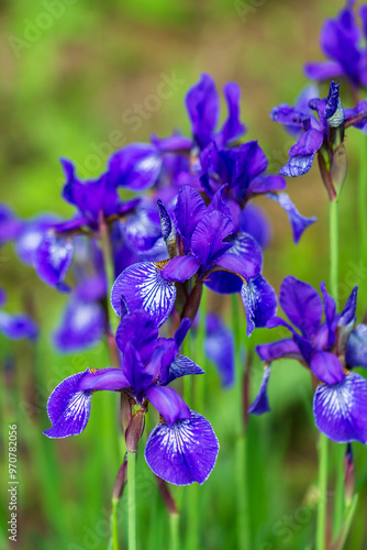 Flowers of Siberian iris, Iris sanguinea, wetted by rain photo