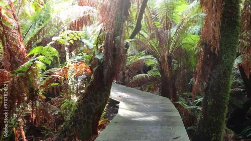 Serene Rainforest Walk in Maits Rest photo