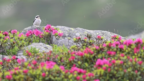 Singing among the rhododendrons, the wheatear male in the breeding season (Oenanthe oenanthe)