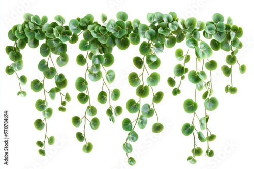 Green hanging climber plant with succulent leaves on white background. photo