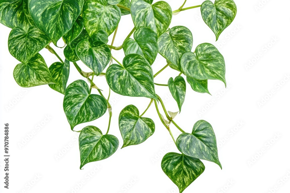 Fototapeta premium Heart shaped green variegated vine plant devils ivy or golden pothos