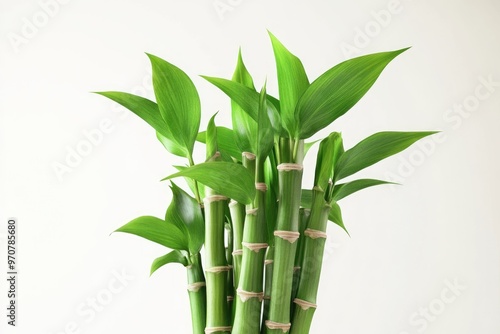 Lucky bamboo isolated on white