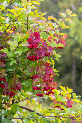 Red viburnum berries on a tree in autumn photo