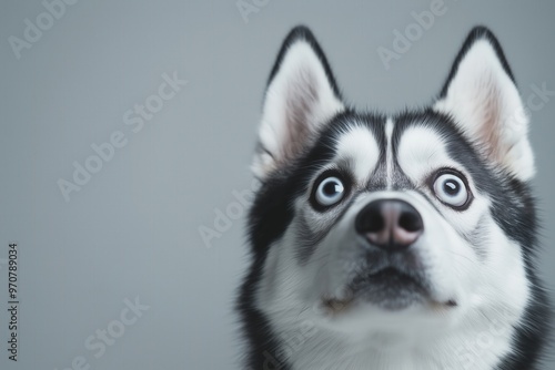 Shocked expression of a siberian husky dog with big blue eyes - perfect for pet-themed designs