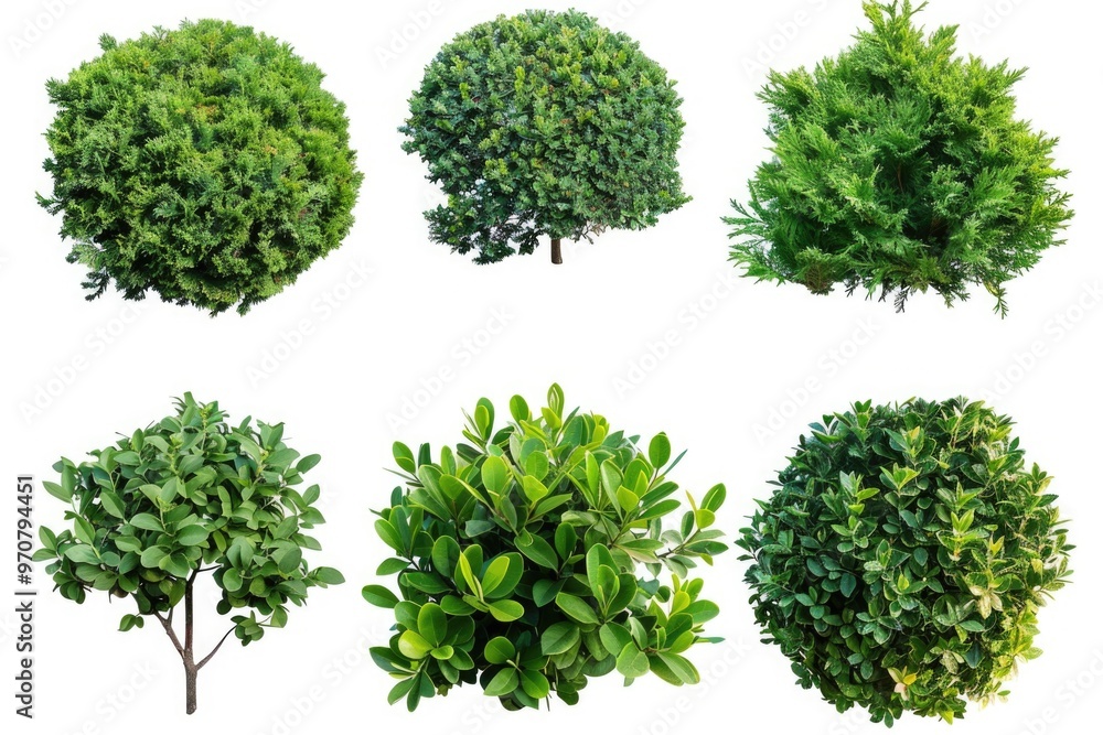 Obraz premium A group of trees with different species and textures, suitable for nature or environment illustrations