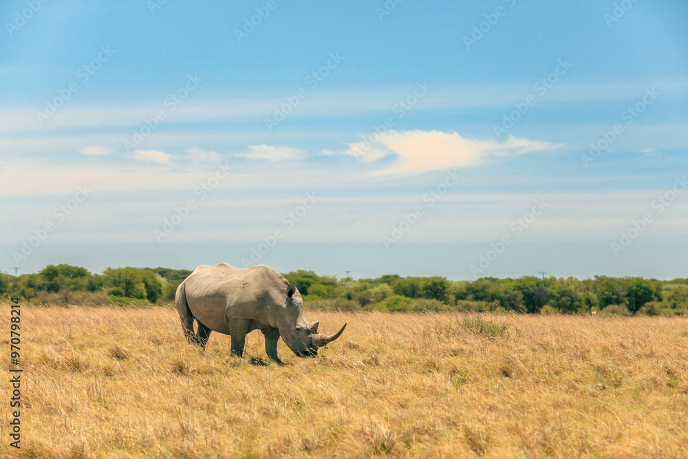 Fototapeta premium A majestic rhinoceros grazes peacefully in the vast savannah of Botswana under a clear blue sky during a sunny afternoon